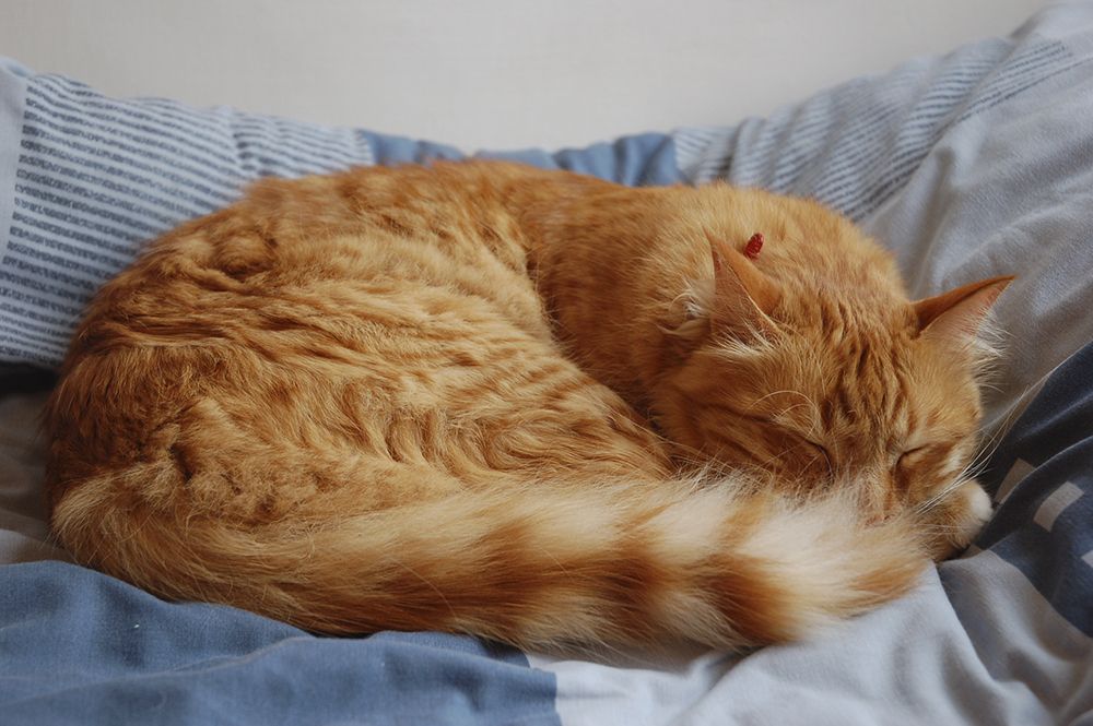 кот много спит нормально ли это