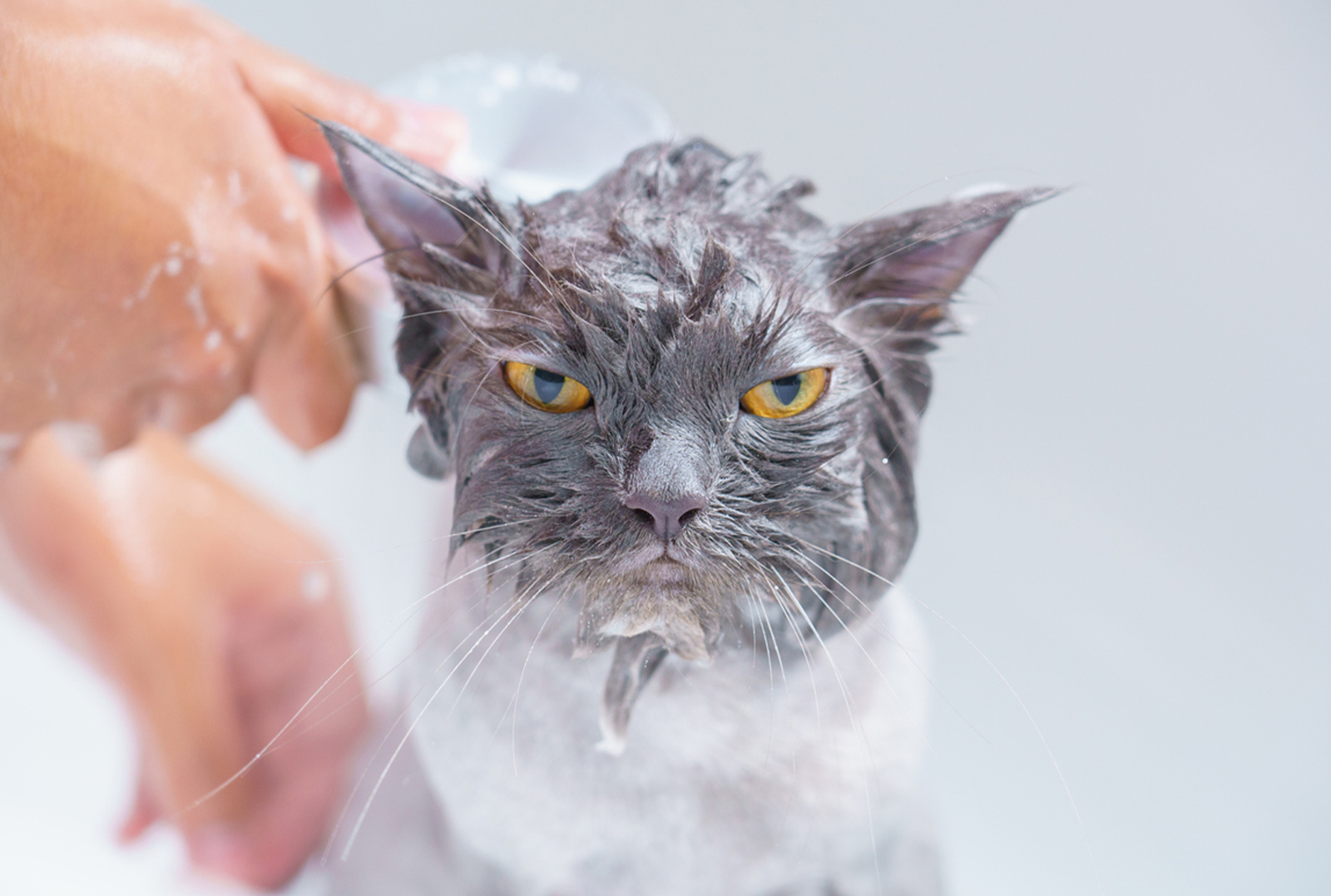 Груминг кошек 