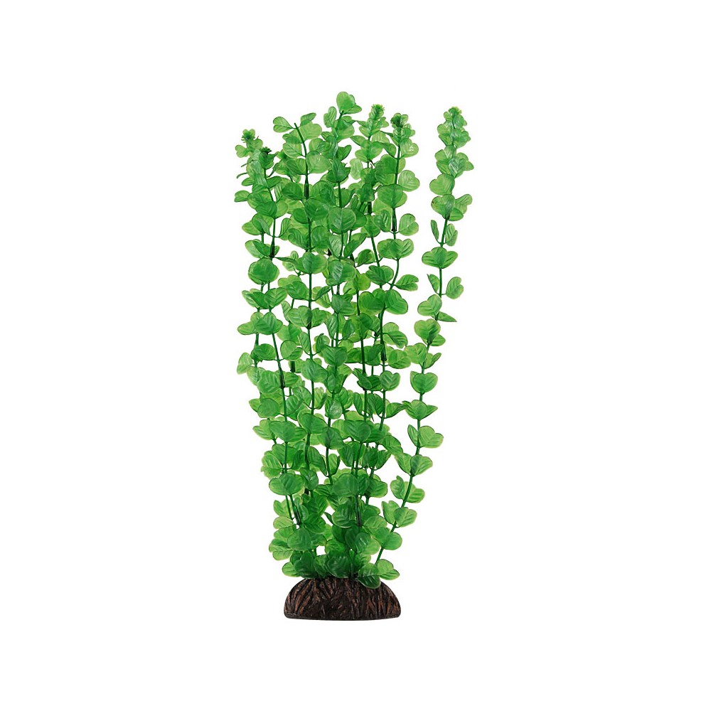Растение Laguna Aqua Бакопа зеленая, 100мм цена и фото