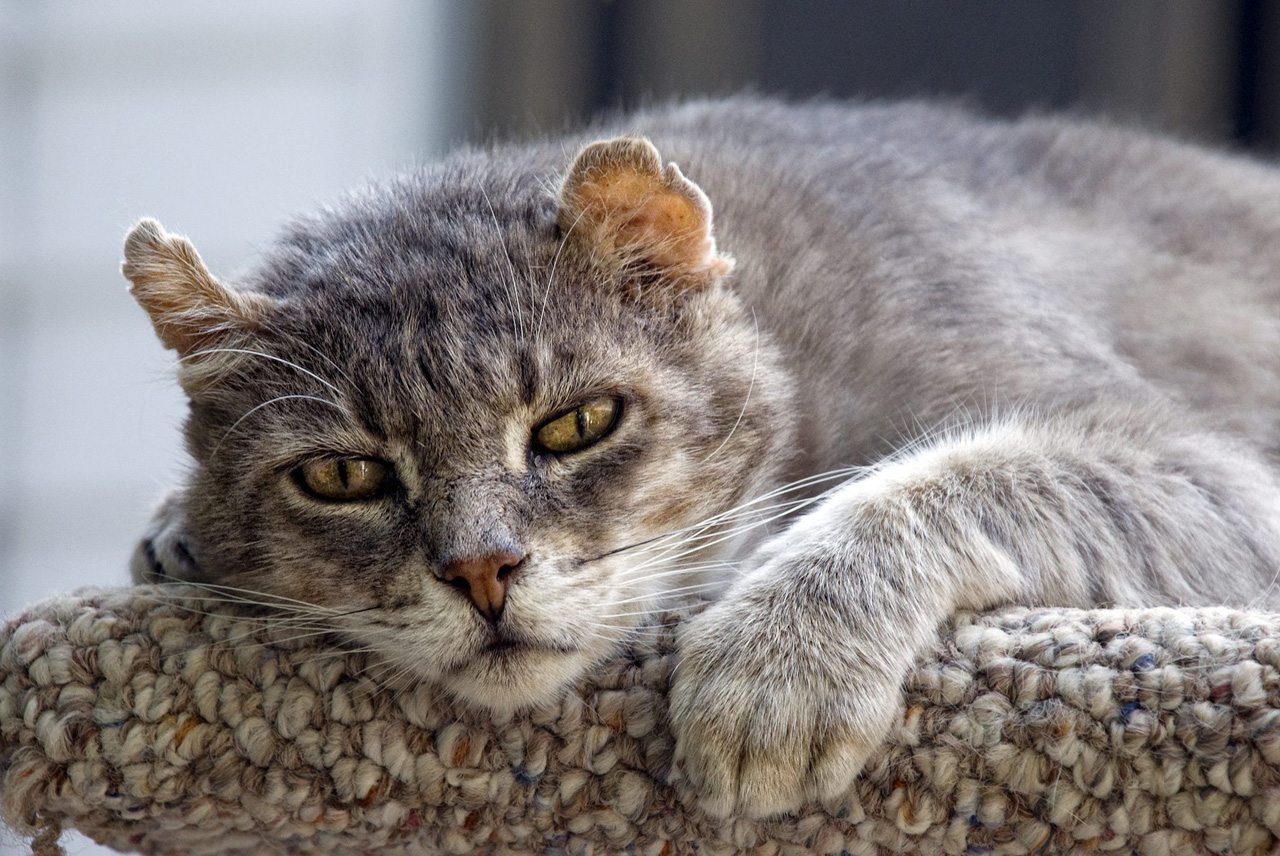 Как рассчитать возраст кошки по человеческим меркам? | Блог зоомагазина  Бетховен
