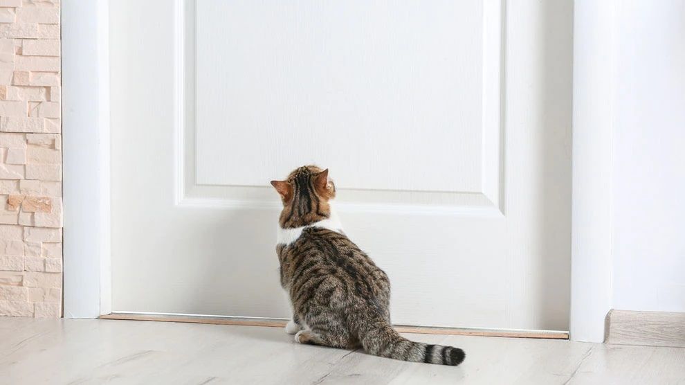 Почему кошки не любят закрытые двери? С какими факторами связано неприятие  котами замкнутого пространства? - статья зоомагазина Бетховен