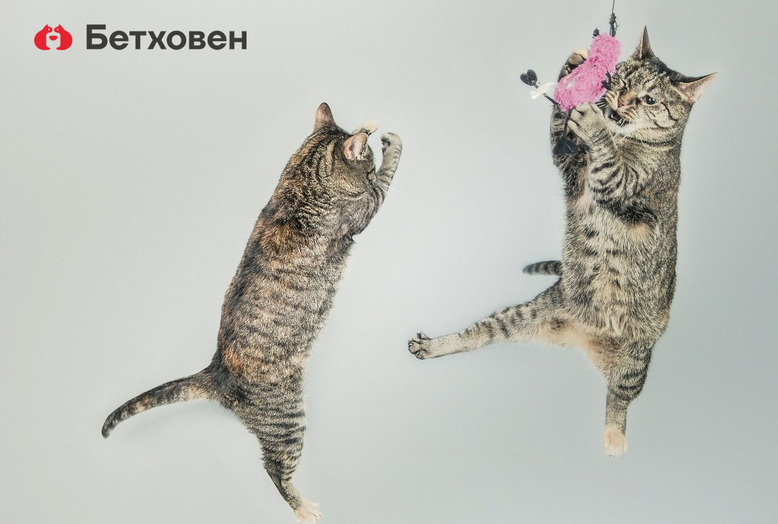 Что нужно кошке для счастья