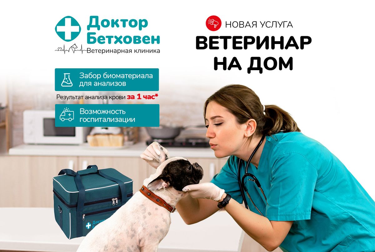 Ветеринар на дом