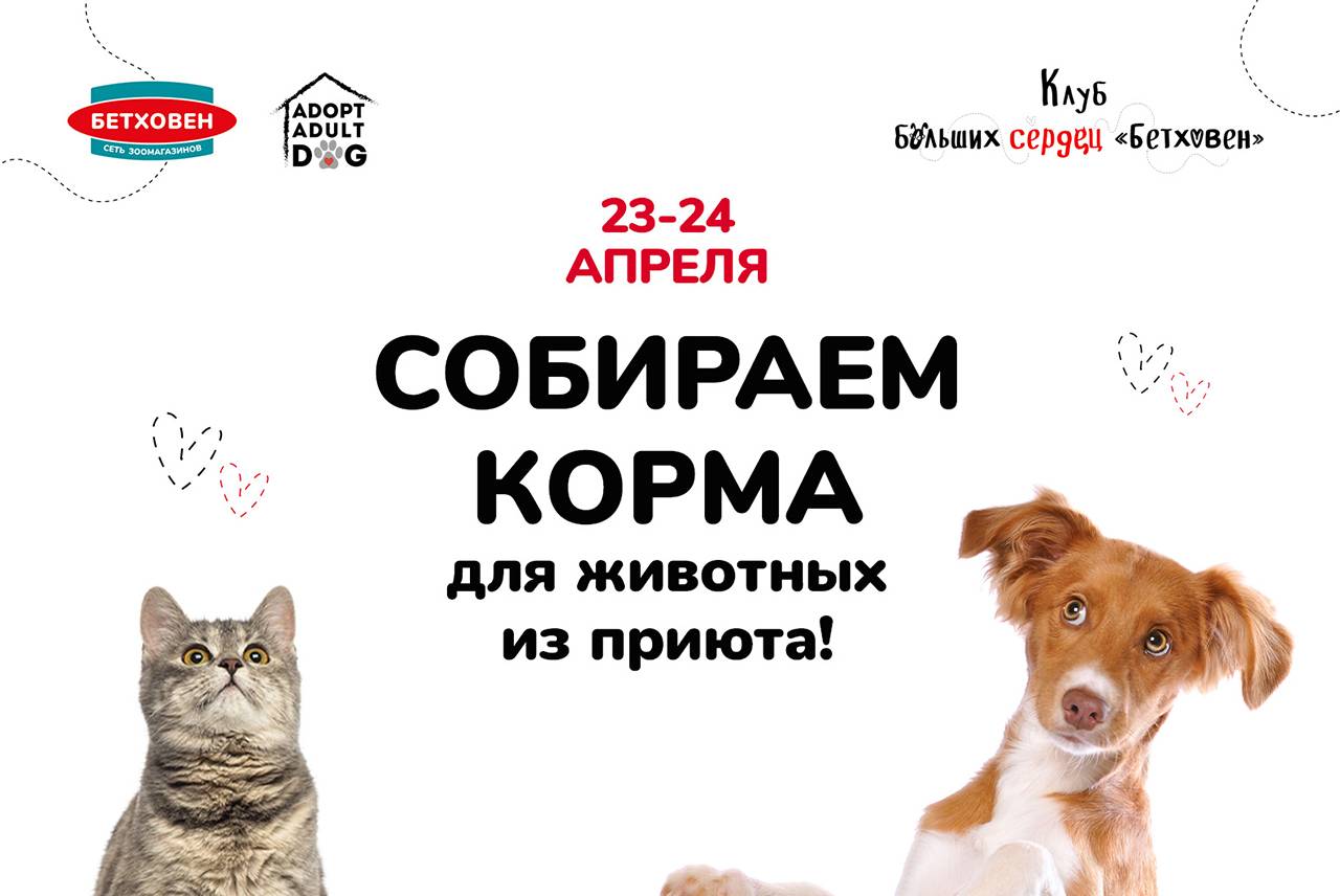Собираем корма для животных из приюта