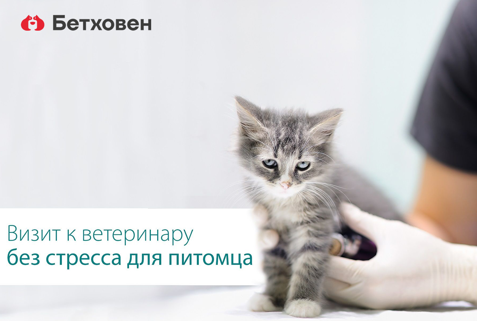 Как сделать стресс при посещении ветеринара минимальным