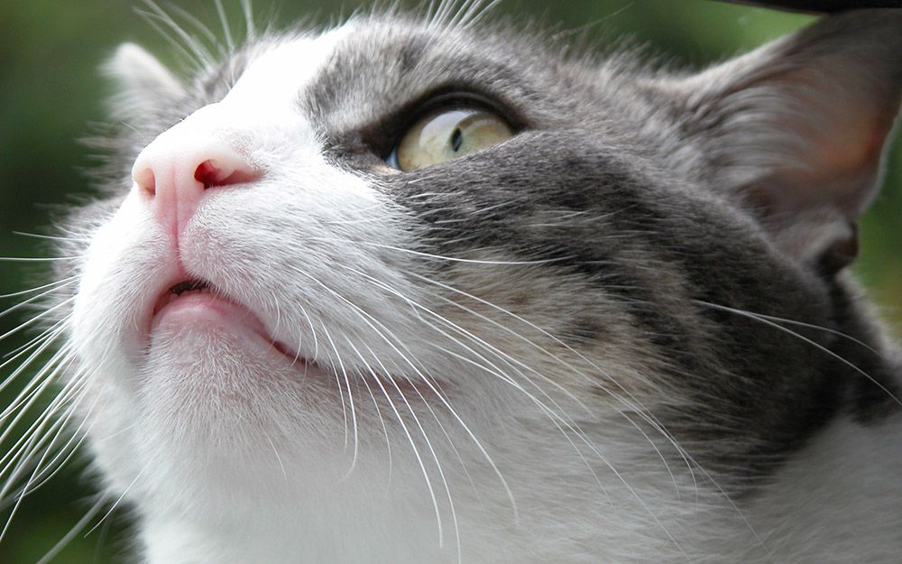 почему у кошки нос сухой