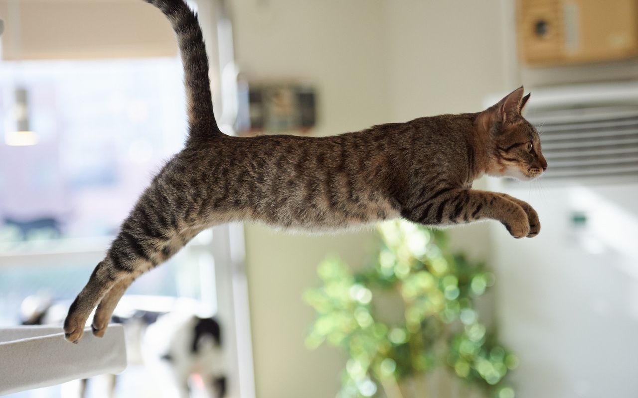 Почему кошка всегда приземляется на лапы? | Блог зоомагазина Бетховен