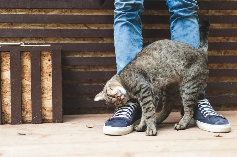 Почему кошки трутся о человека | Блог зоомагазина Бетховен