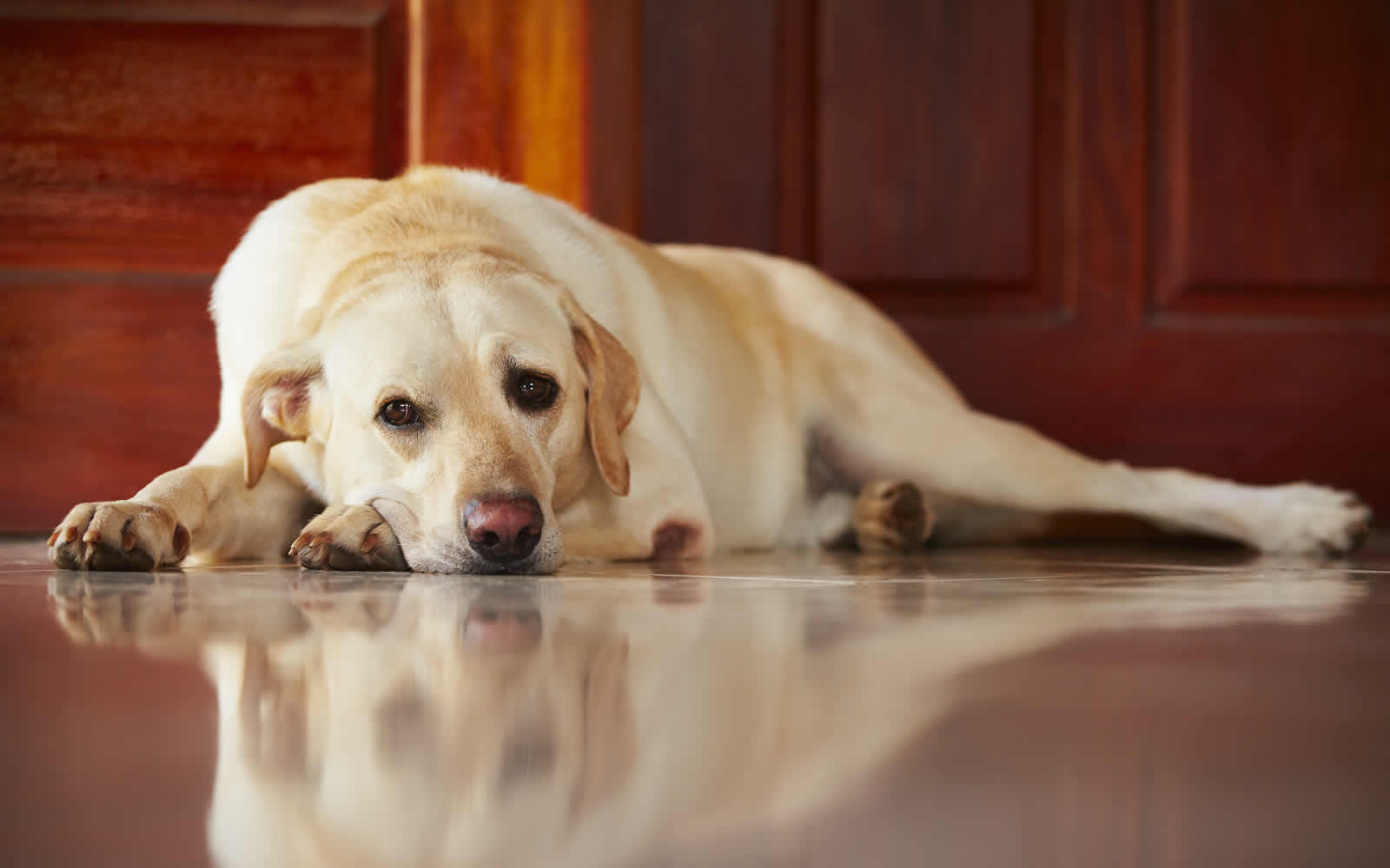 Отравление собаки - симптомы и признаки | Что делать при отравлении собаки