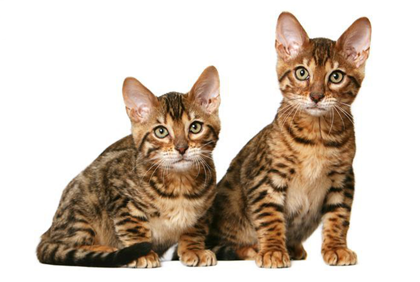 Калифорнийская сияющая кошка 