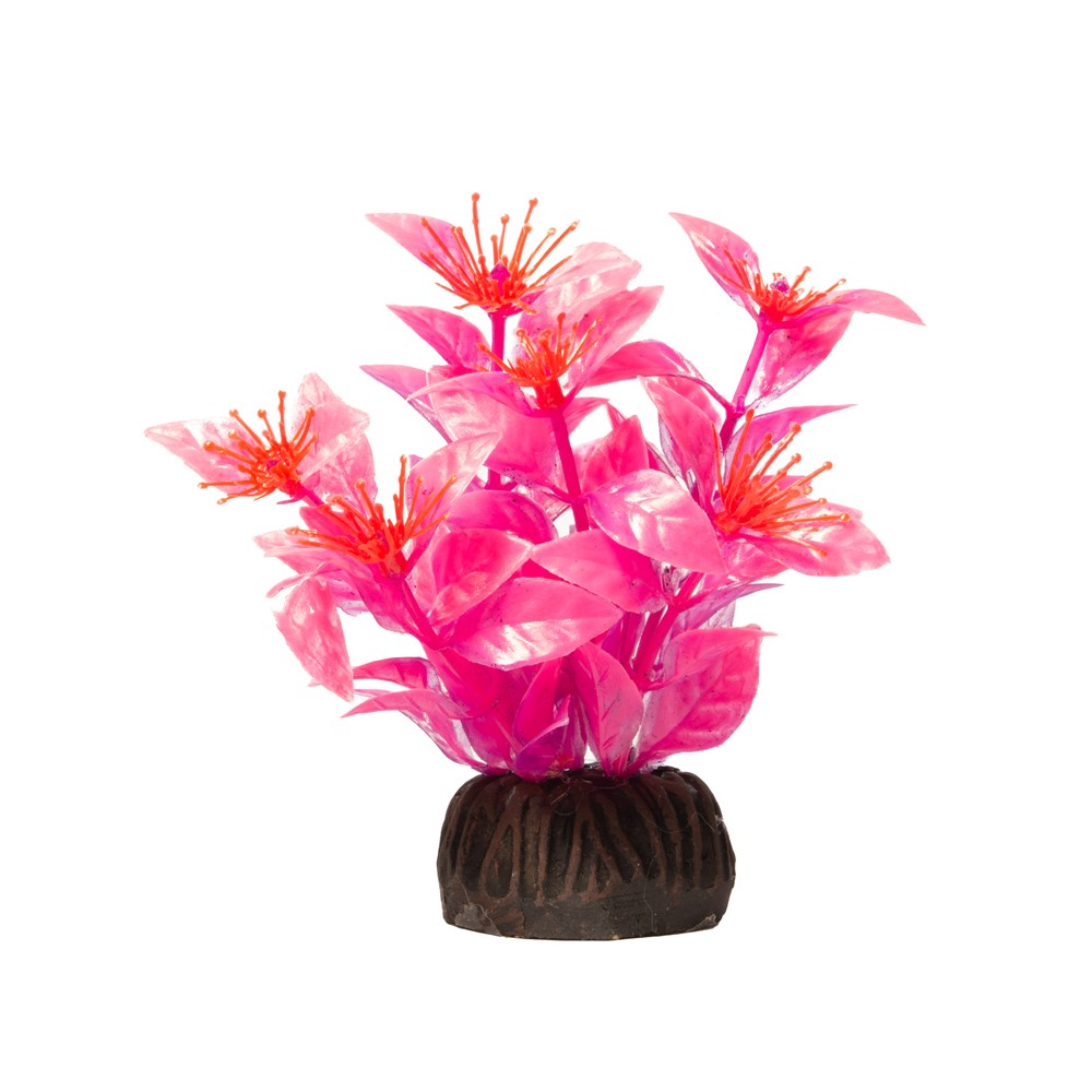 Растение Laguna Aqua Людвигия ярко-розовая, 100мм цена и фото