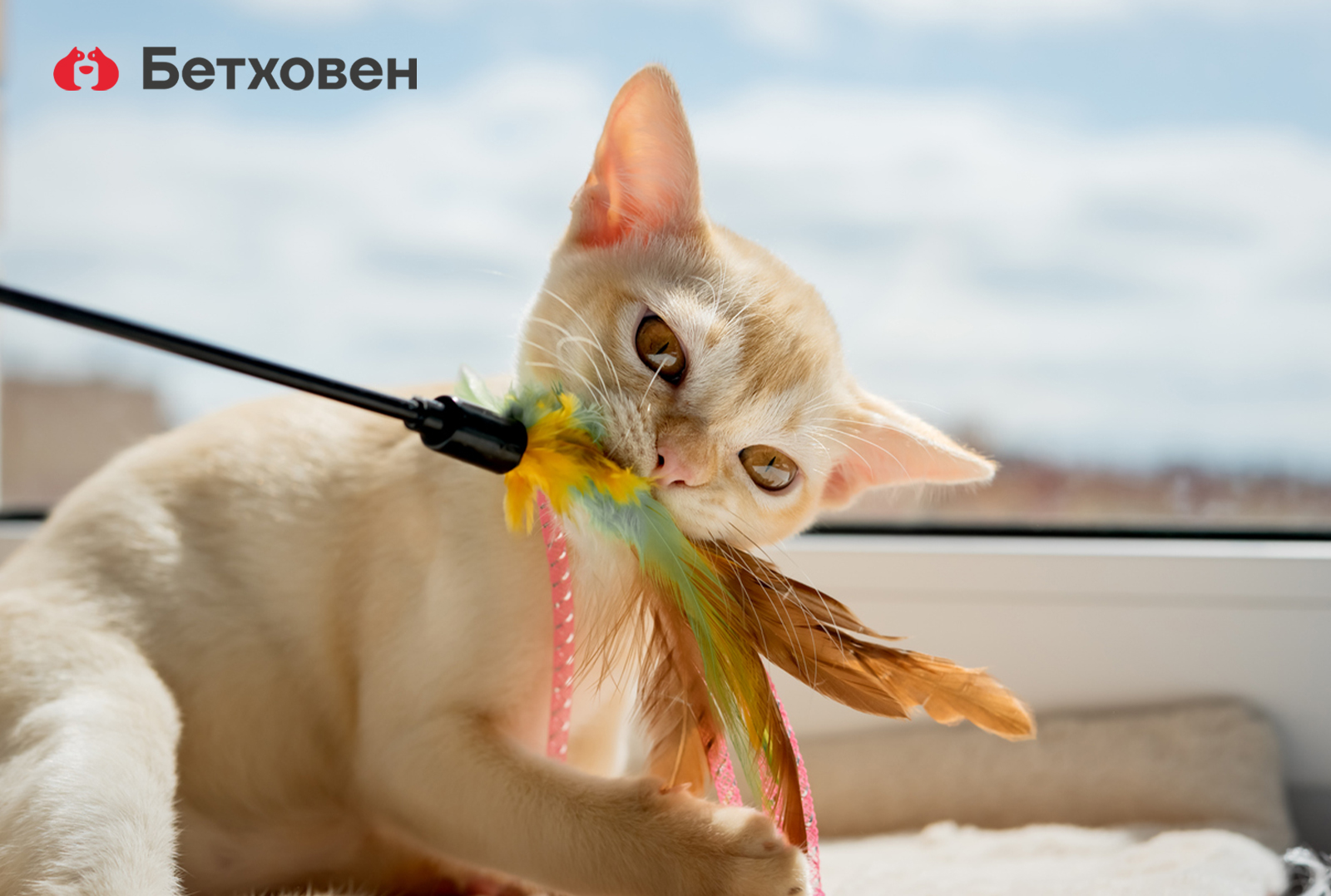 Как выбрать игрушку для кошки