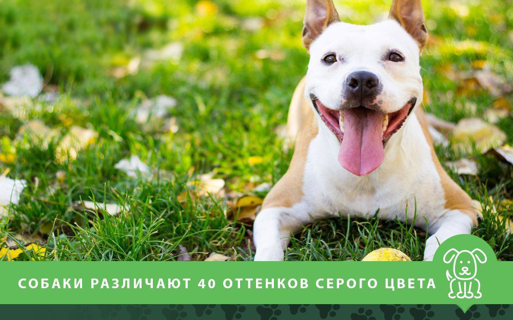 Собаки различают оттенки цвета