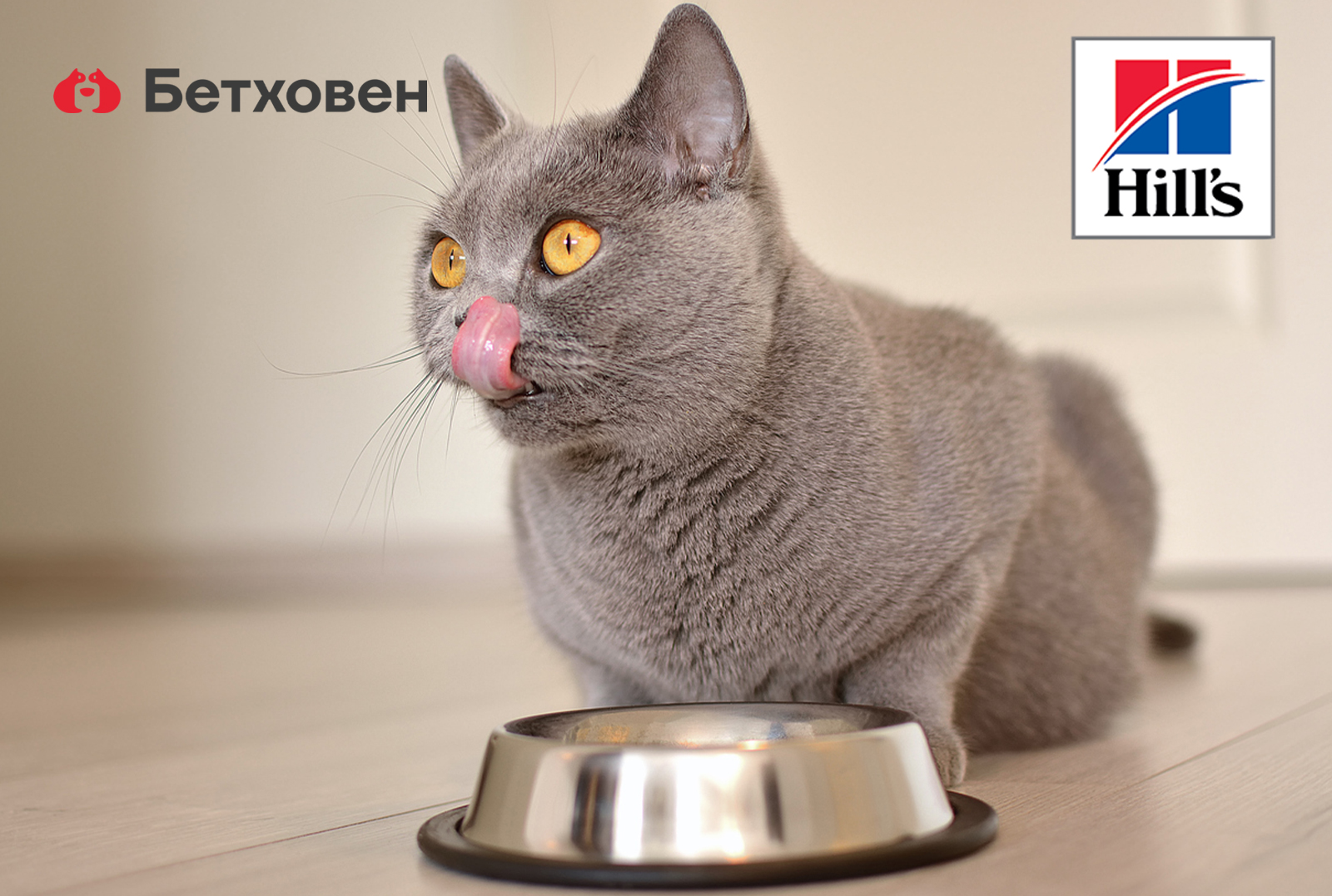 Сколько раз в день кормить питомца?
