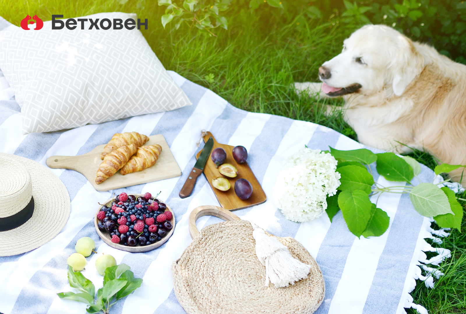 С питомцем на пикник!