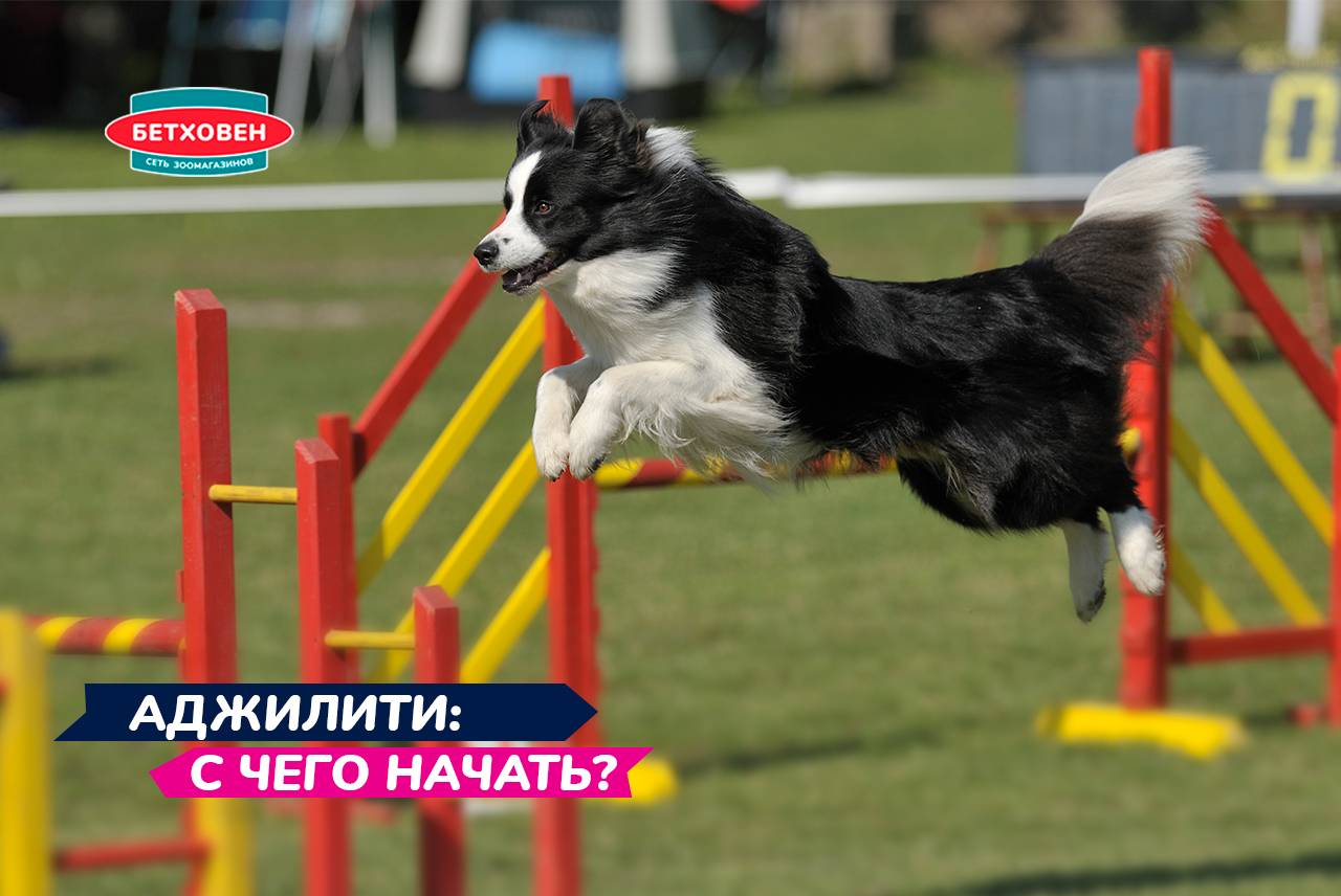 Аджилити: с чего начать?