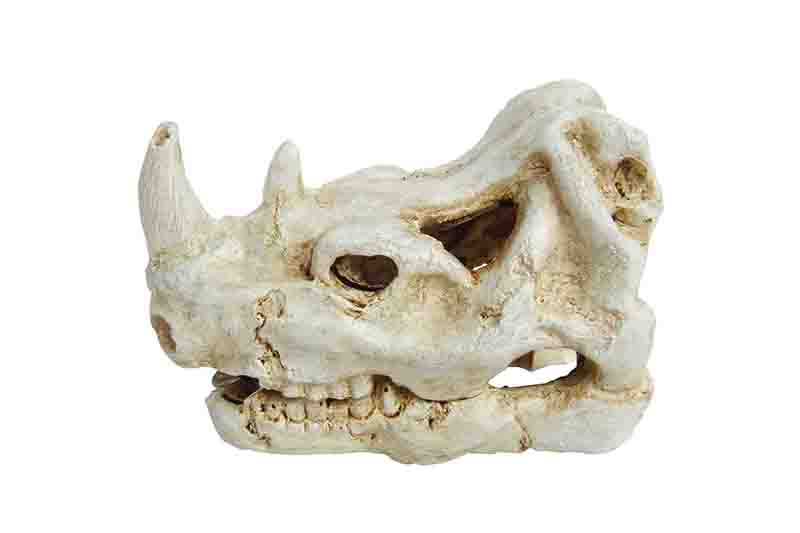 Декор для аквариумов PRIME Череп носорога 75х5х5см 675₽