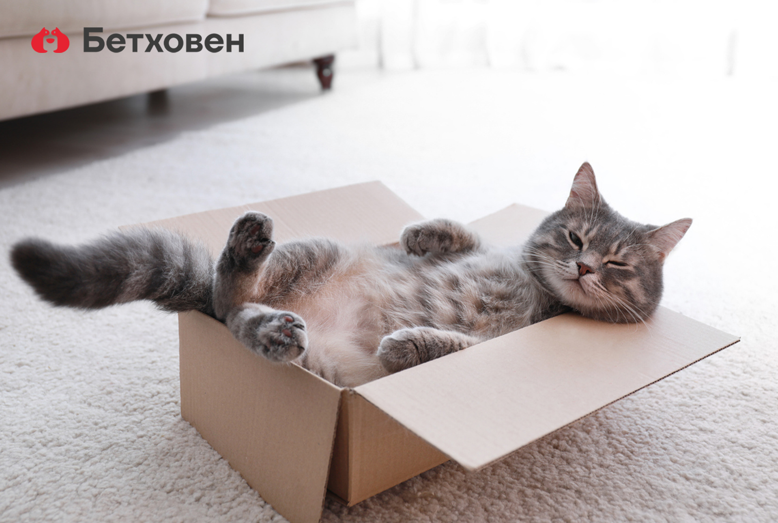 У кошки не 9 жизней