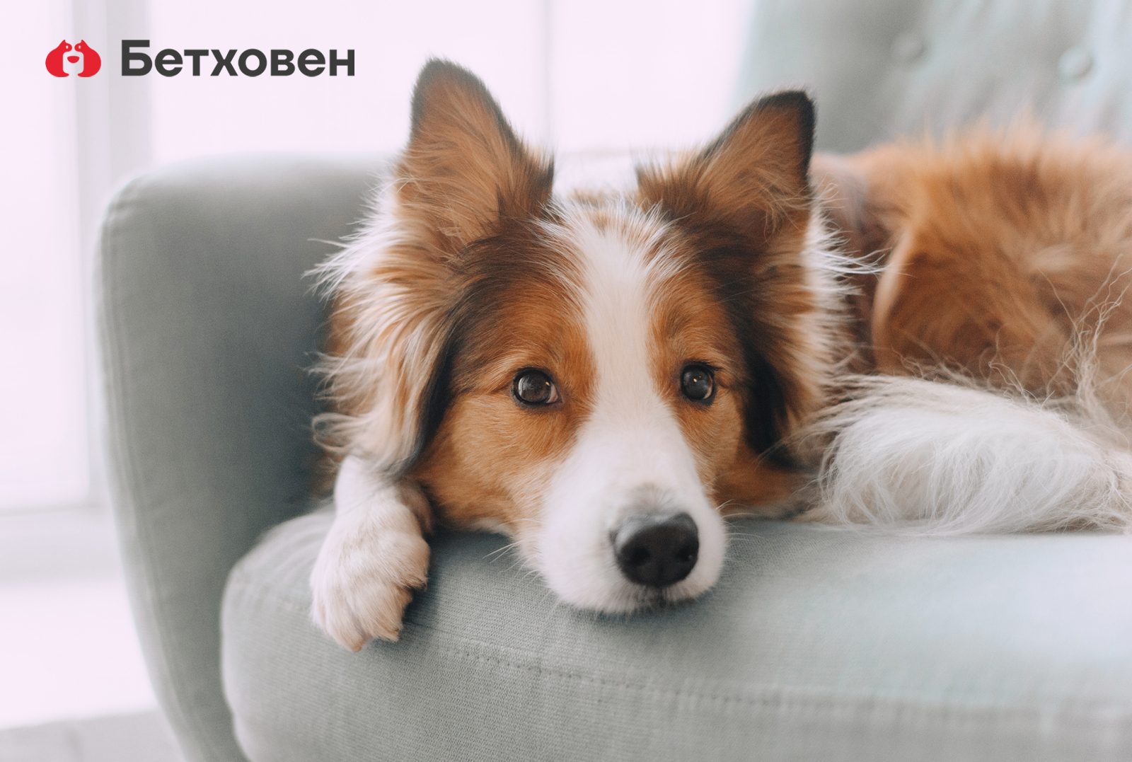Ученые вывели новую методику подсчёта возраста собак