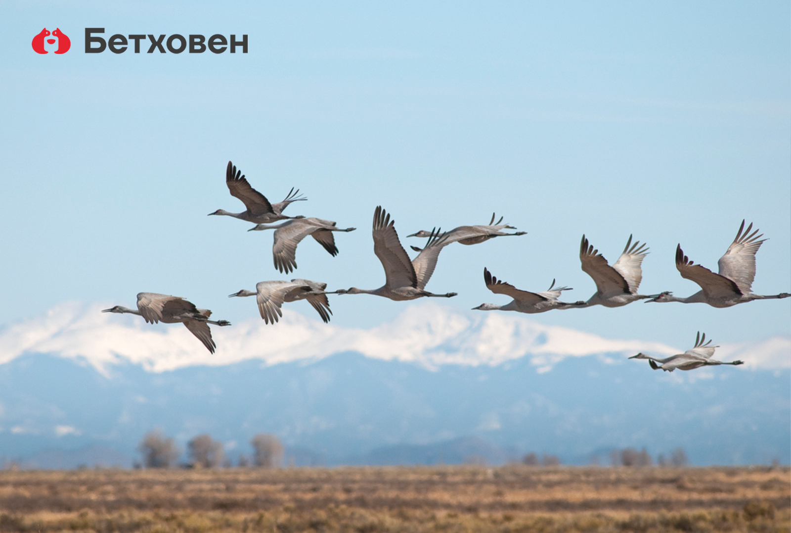 О перелётных птицах