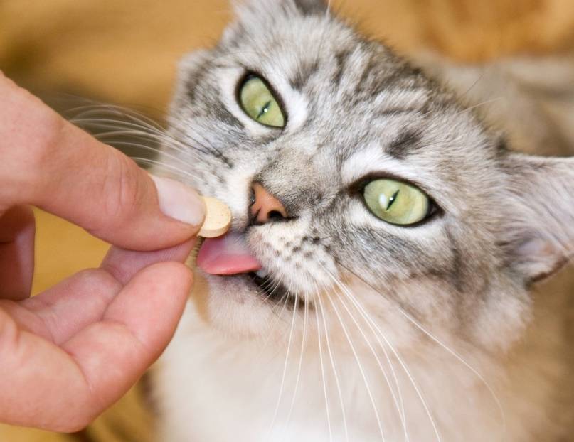 как кошке дать витамины в таблетках