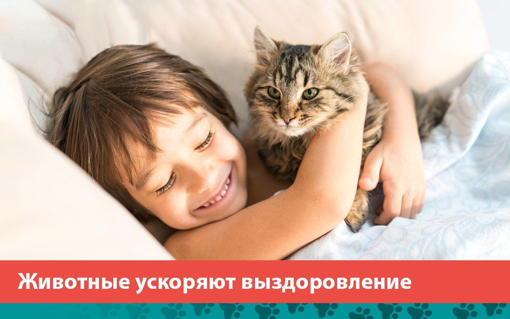 Животные ускоряют выздоровление