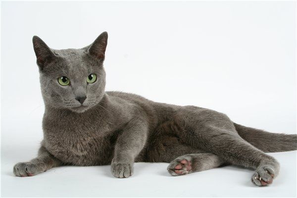 Русская голубая кошка: домашние животные
