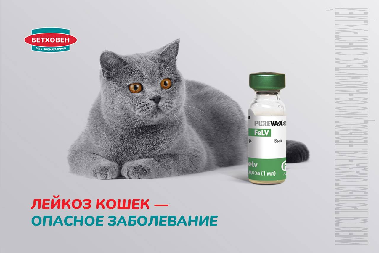 Лейкоз кошек - опасное заболевание