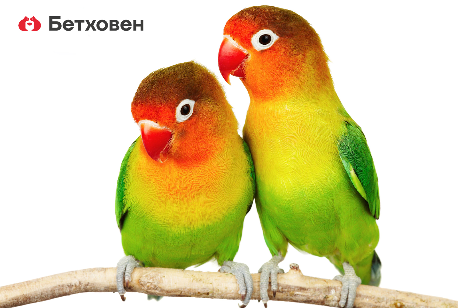 1 апреля - Международный день птиц