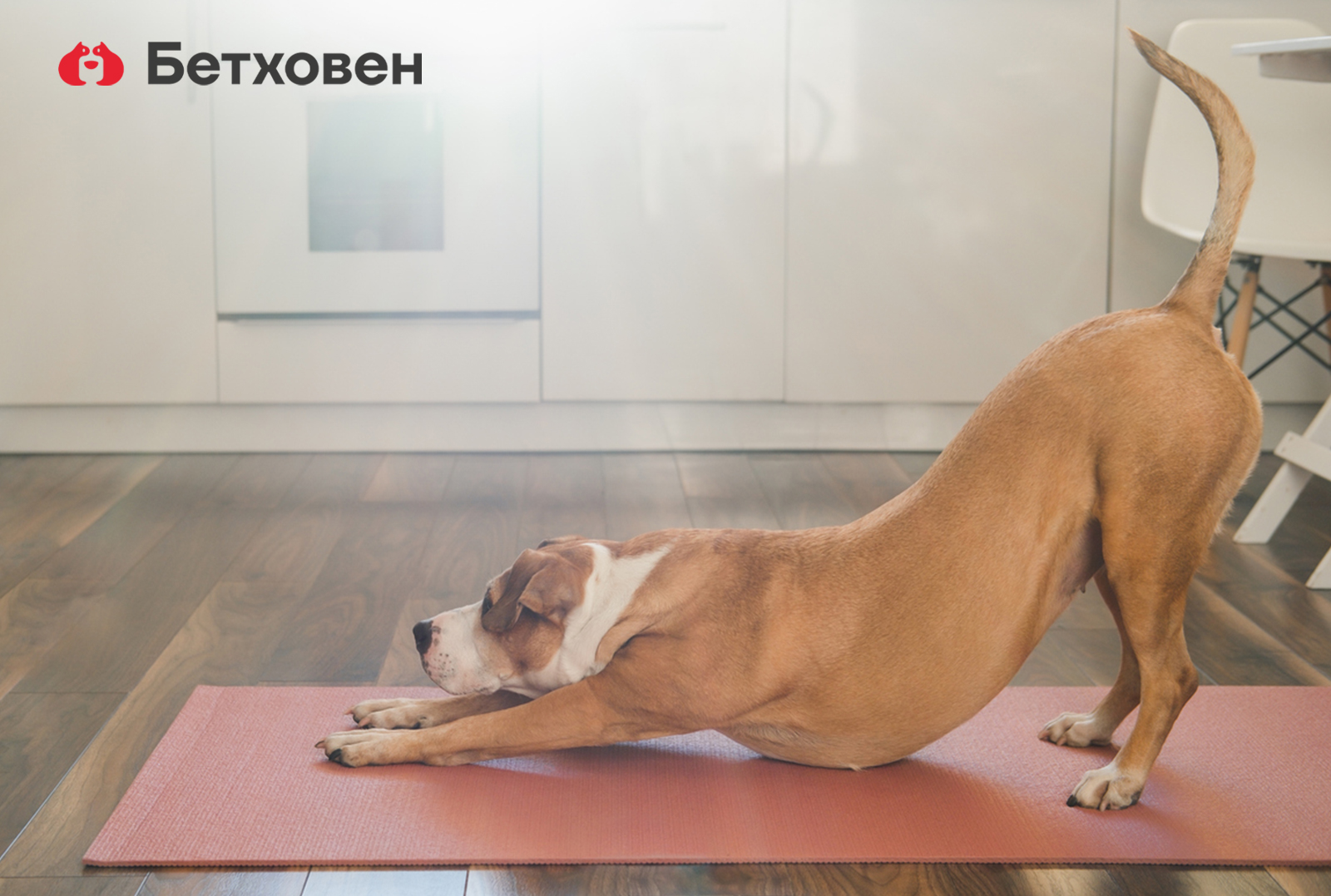 Йога и животные: откуда взялись асаны