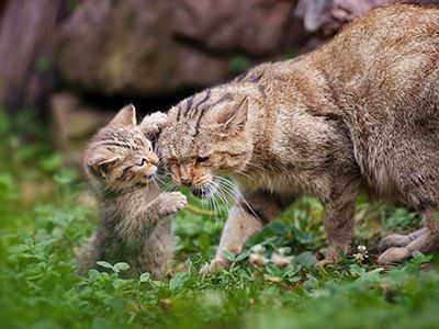 Сколько Лет Коту На Фото