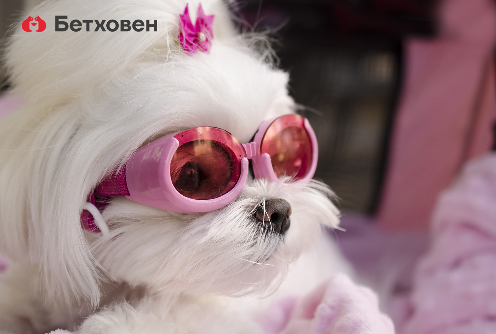 Мода для собак: история и современность