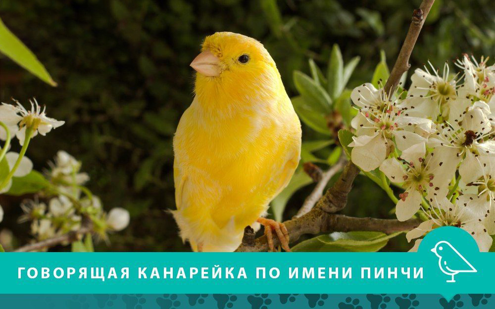 «Тю-тю-тю, Пинчи, Брики, миленькие птички, вот какие птички»