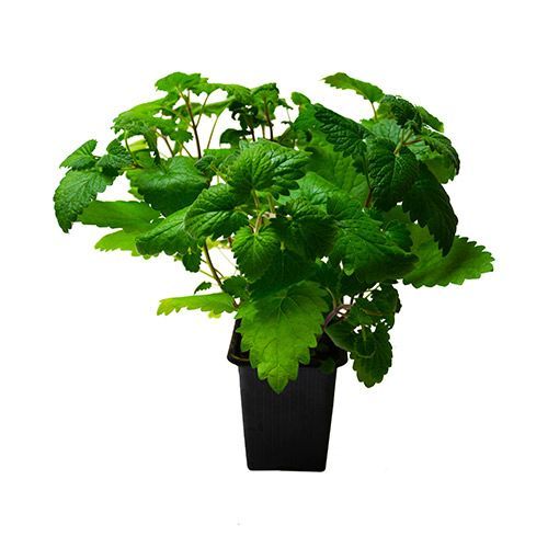 Лакомство Трава для кошек Кошачья Мята в горшочке