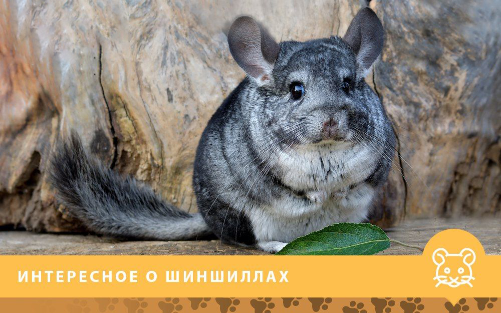 Интересное о шиншиллах