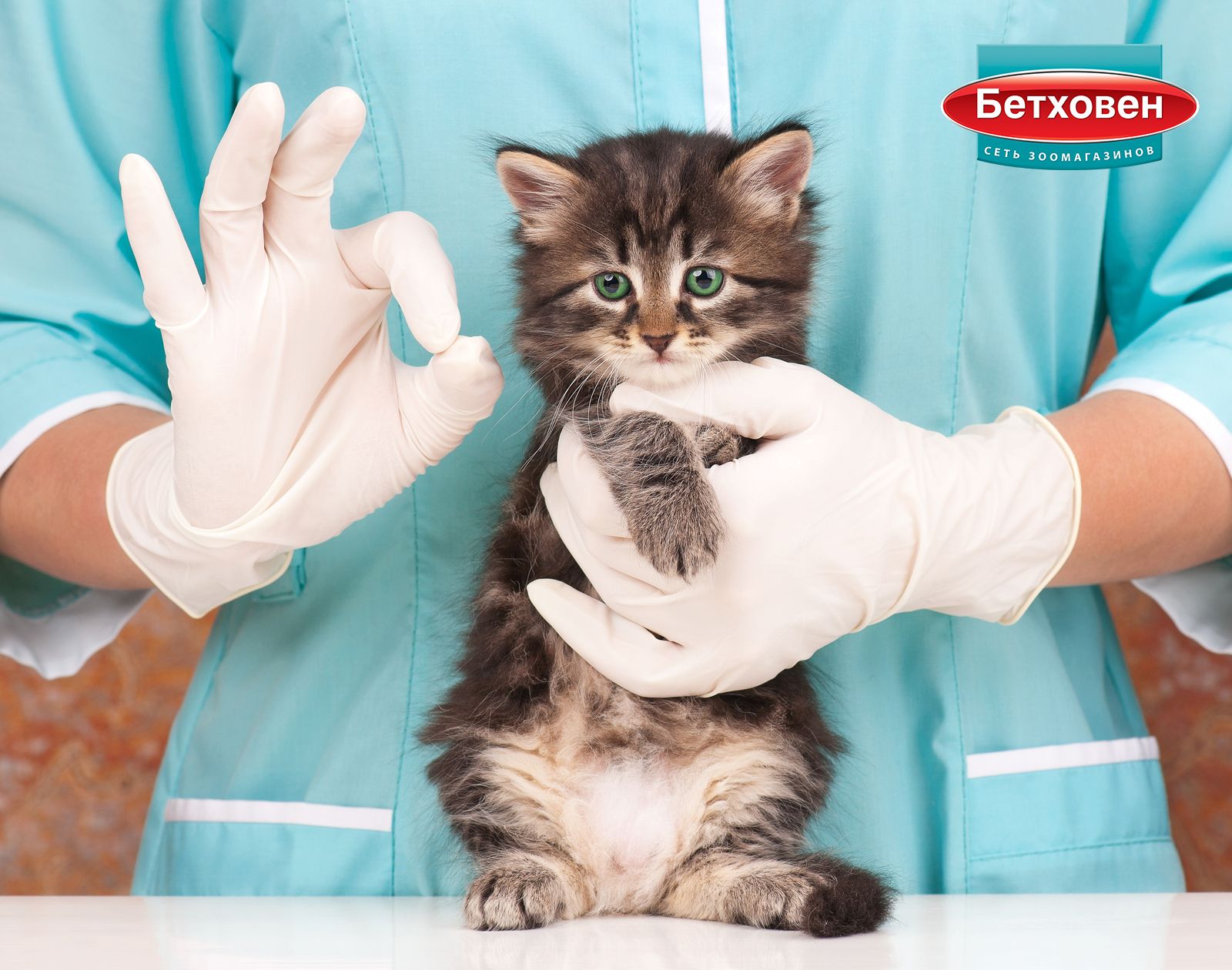 Клиника для котов. Ветеринар с кошкой. Котенок у ветеринара. Вакцинация кошек. Здоровая кошка.