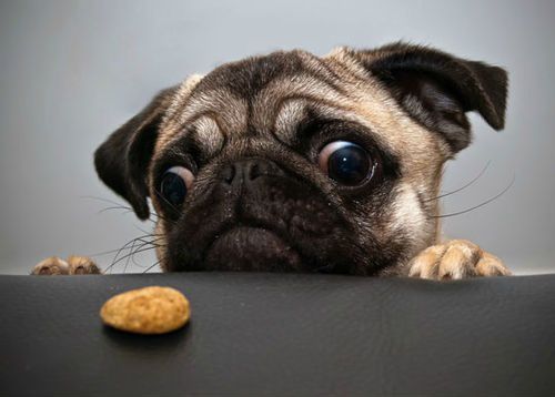 dog n cookie.jpg