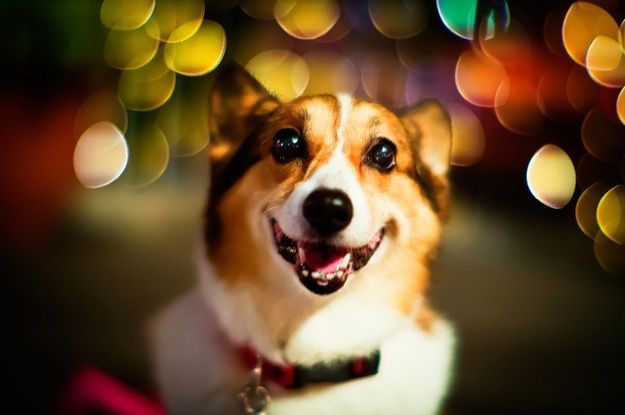 nice dog.jpg