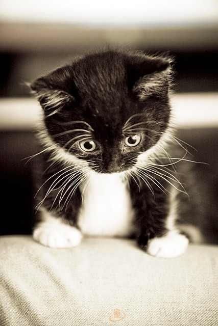bw cat.jpg