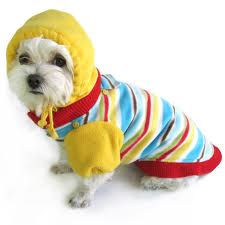 dog in coat.jpg dog in coat.jpg