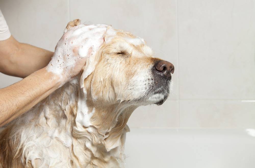 как часто можно мыть собак
