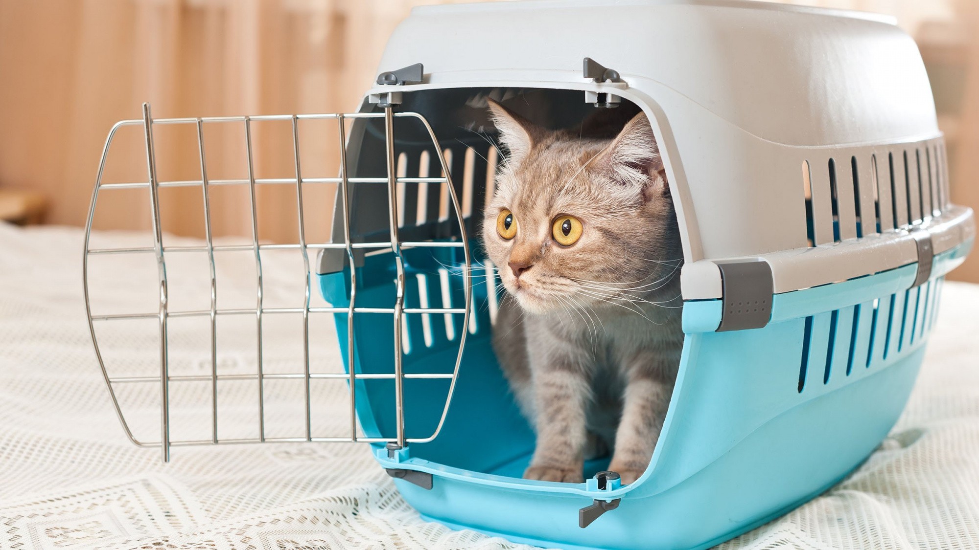 Как научить кошку справляться с переноской и безопасно путешествовать