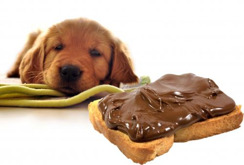 dog-chocoloate.jpg dog-chocoloate.jpg