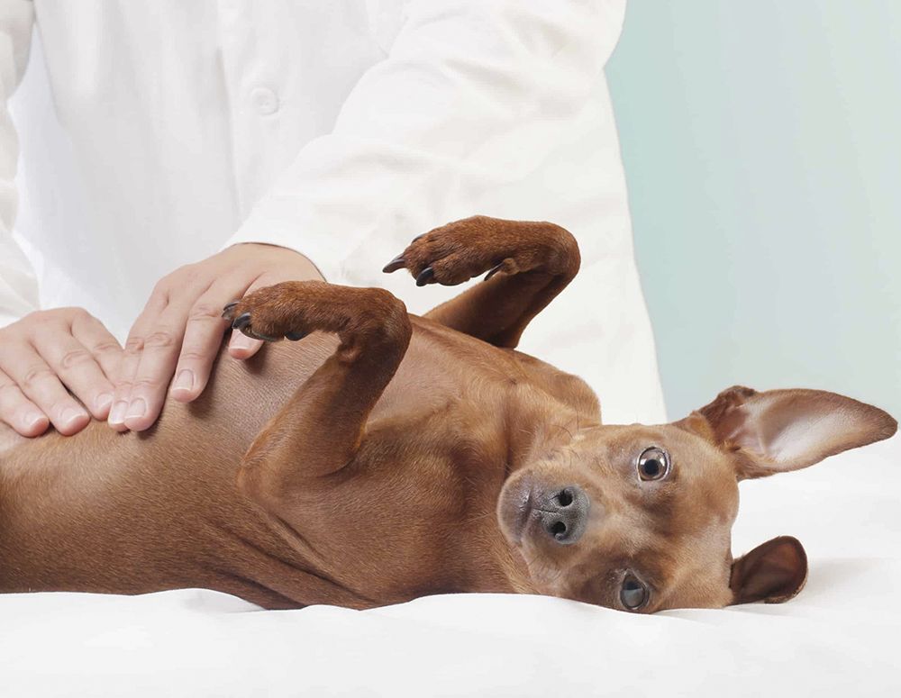 запор у собаки симптомы лечение в домашних