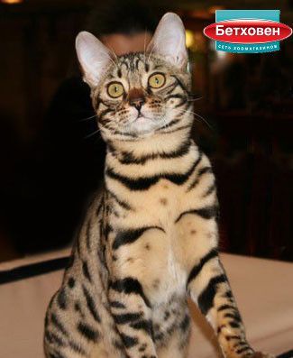 Бенгальская кошка: домашние животные
