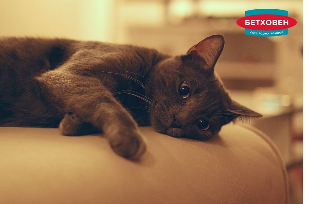 cat2.jpg cat2.jpg