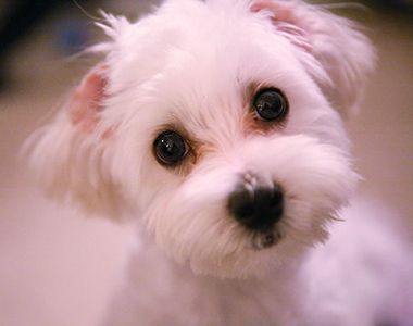 cut dog 1.jpg cut dog 1.jpg