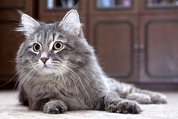 Сибирская кошка: домашние животные