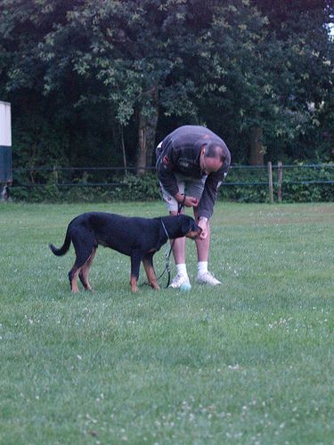 dog train.jpg