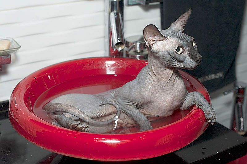 Кошки Которые Не Линяют Фото